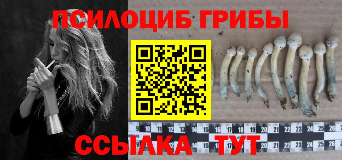 где купить наркоту  Видное  Псилоцибиновые грибы прущие грибы 