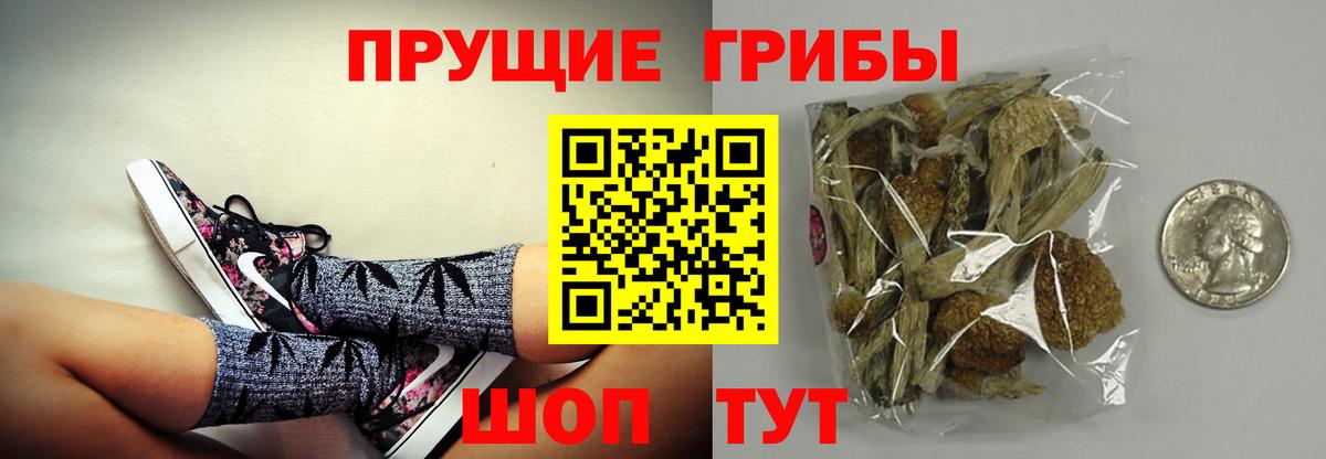 Псилоцибиновые грибы Psilocybe Видное